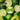 A round green-lime-colored tub of sugar body scrub sits centered among sliced limes, whole limes, and green apples, with the label reading 'Tropical Fruits Sugar Body Scrub Coconut & Lime' and 'The Smallest Toiletry Co.'.