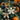 Orange Blossom