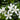 white jasmine